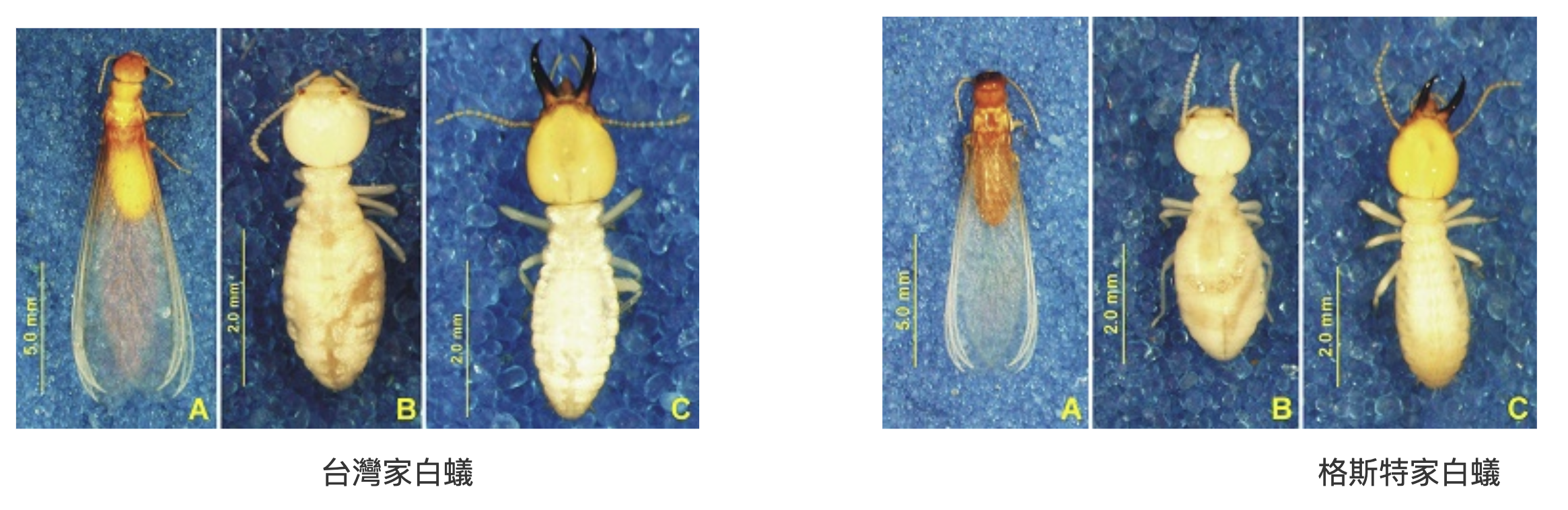 百順清潔工程行－雲林裝潢細清｜交屋清潔｜大掃除｜學校清潔｜環境殺菌消毒｜病媒防治｜水塔清洗